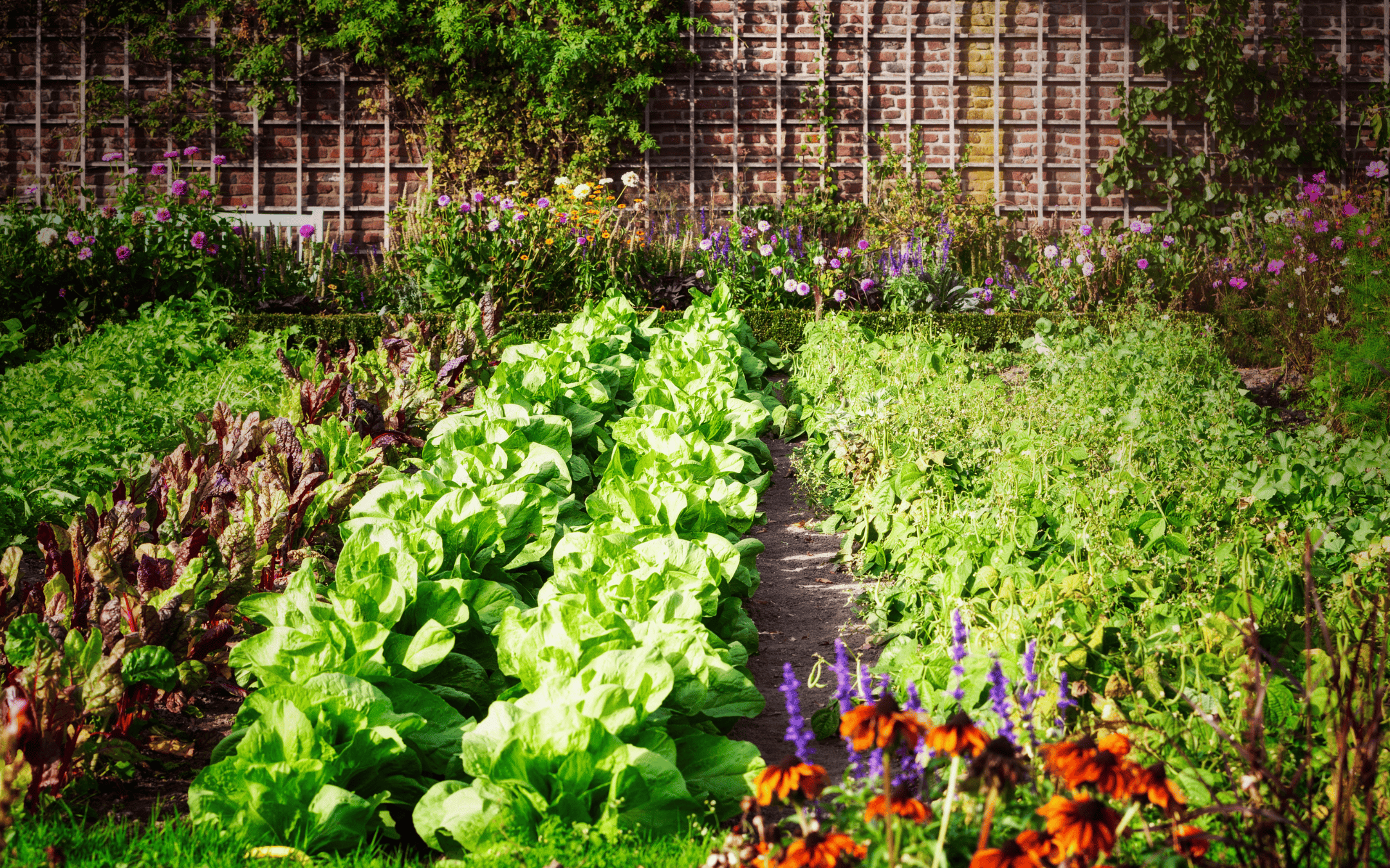 Healthy garden with rows of green leafy vegetables, herbs, and flowers, representing the benefits of cruciferous vegetables for balancing women’s hormones.